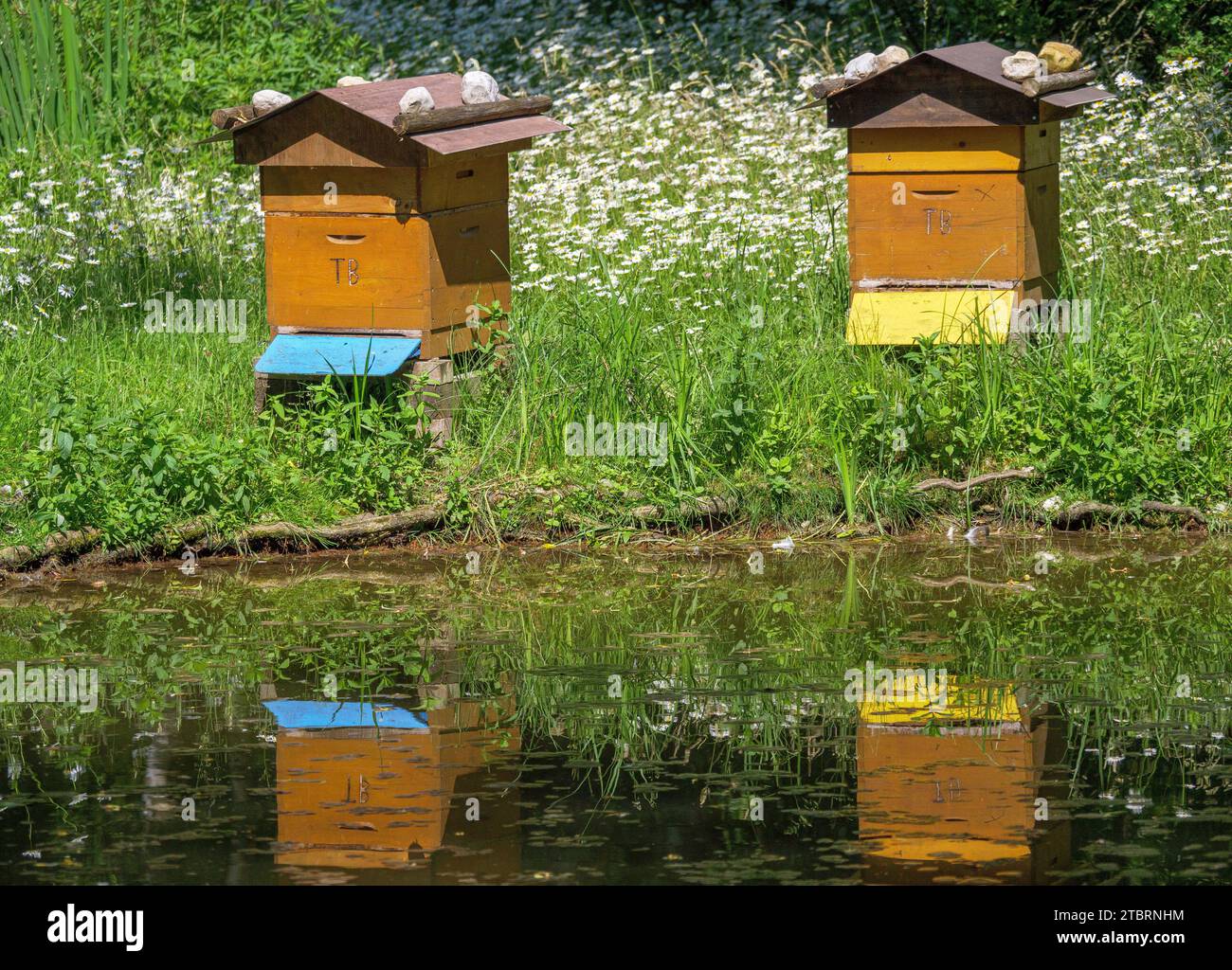 Bienenkiste, Bienenstock an einem Teich, Poing Wildlife Park, Bayern, Deutschland, Europa Stockfoto