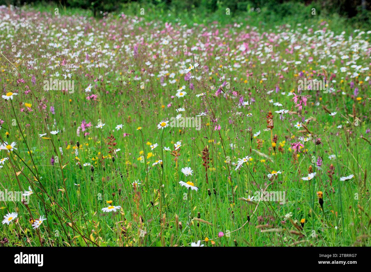 Wildblumenwiese mit Margariten Leucantheme, Kuckuckblüte, Lychnis flos-cuculi, Österreich, Tirol, Wattener Lizum Stockfoto