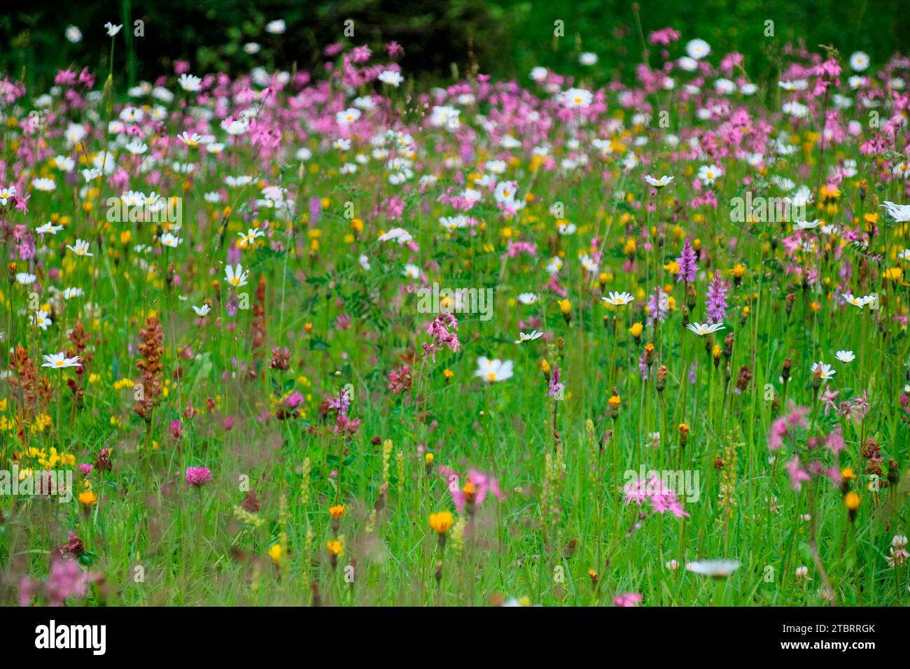 Wildblumenwiese mit Margariten Leucantheme, Kuckuckblüte, Lychnis flos-cuculi, Österreich, Tirol, Wattener Lizum Stockfoto