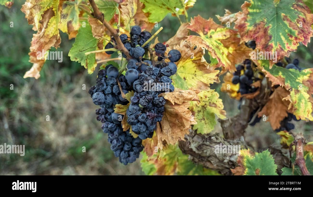 Trauben auf der Weinrebe bei Portel des Corbières im Herbst. Die Gemeinde liegt im Parc naturel régional de la Narbonnaise en Méditerranée. Stockfoto