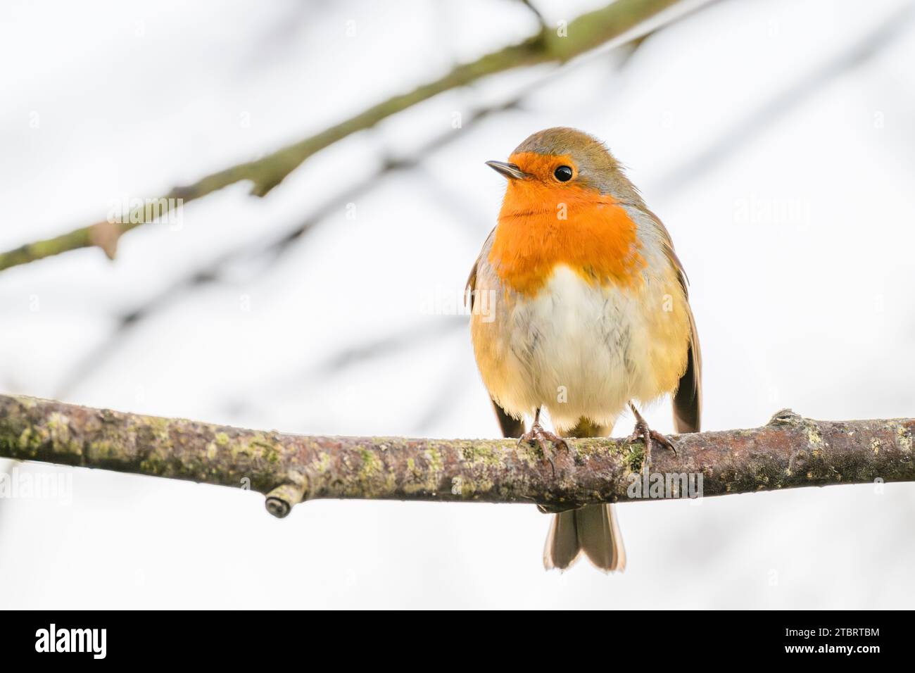 Ein majestätischer orangengefiederter Vogel, der auf einem schlanken Zweig steht und mit seinen perlenden Augen in seinen natürlichen Lebensraum blickt Stockfoto