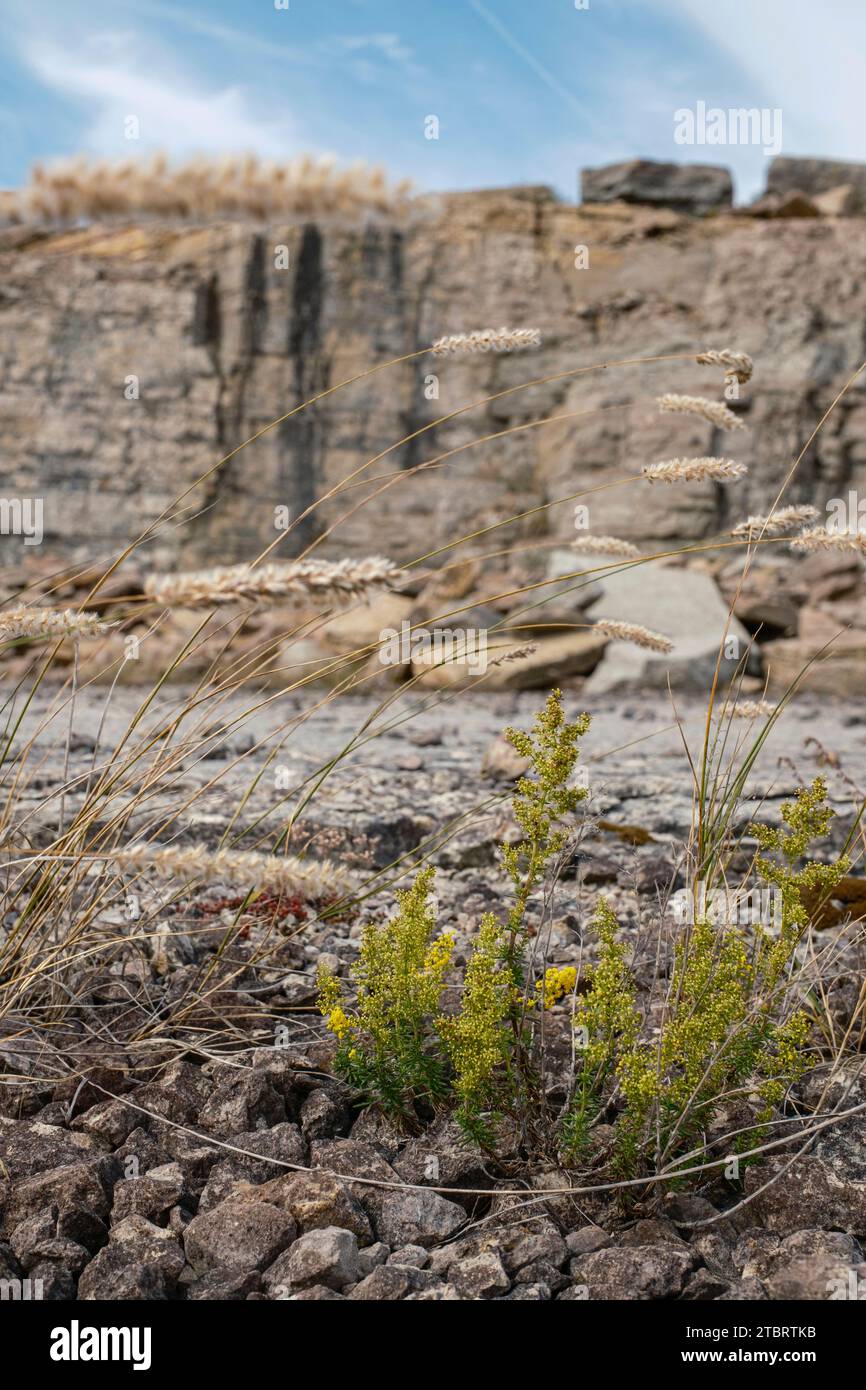 Gräser und Blumen in einem alten Steinbruch, Öland, Schweden Stockfoto