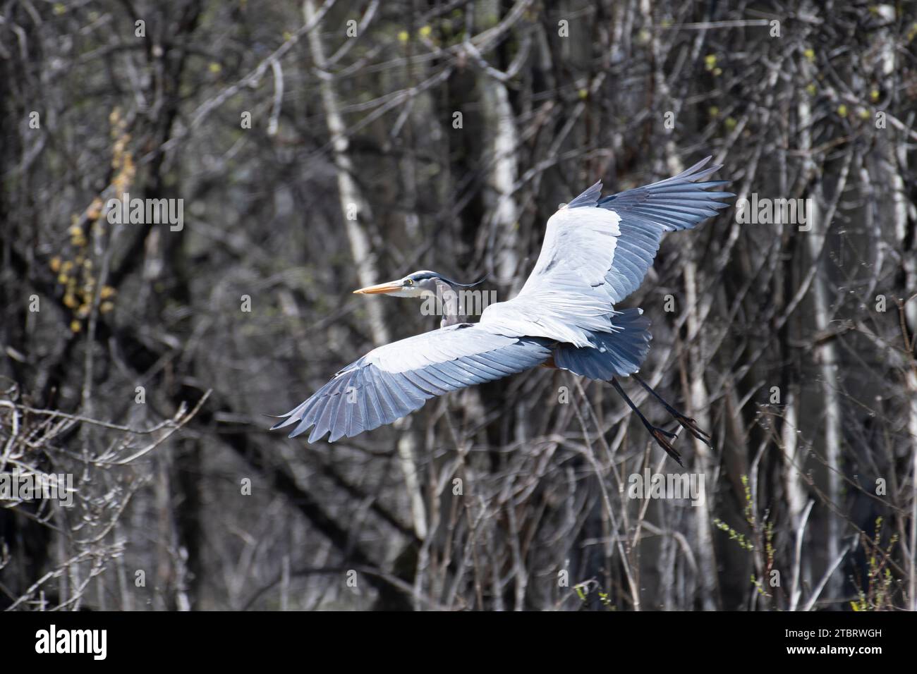 Great Blue Heron im Flug über Wasser Stockfoto