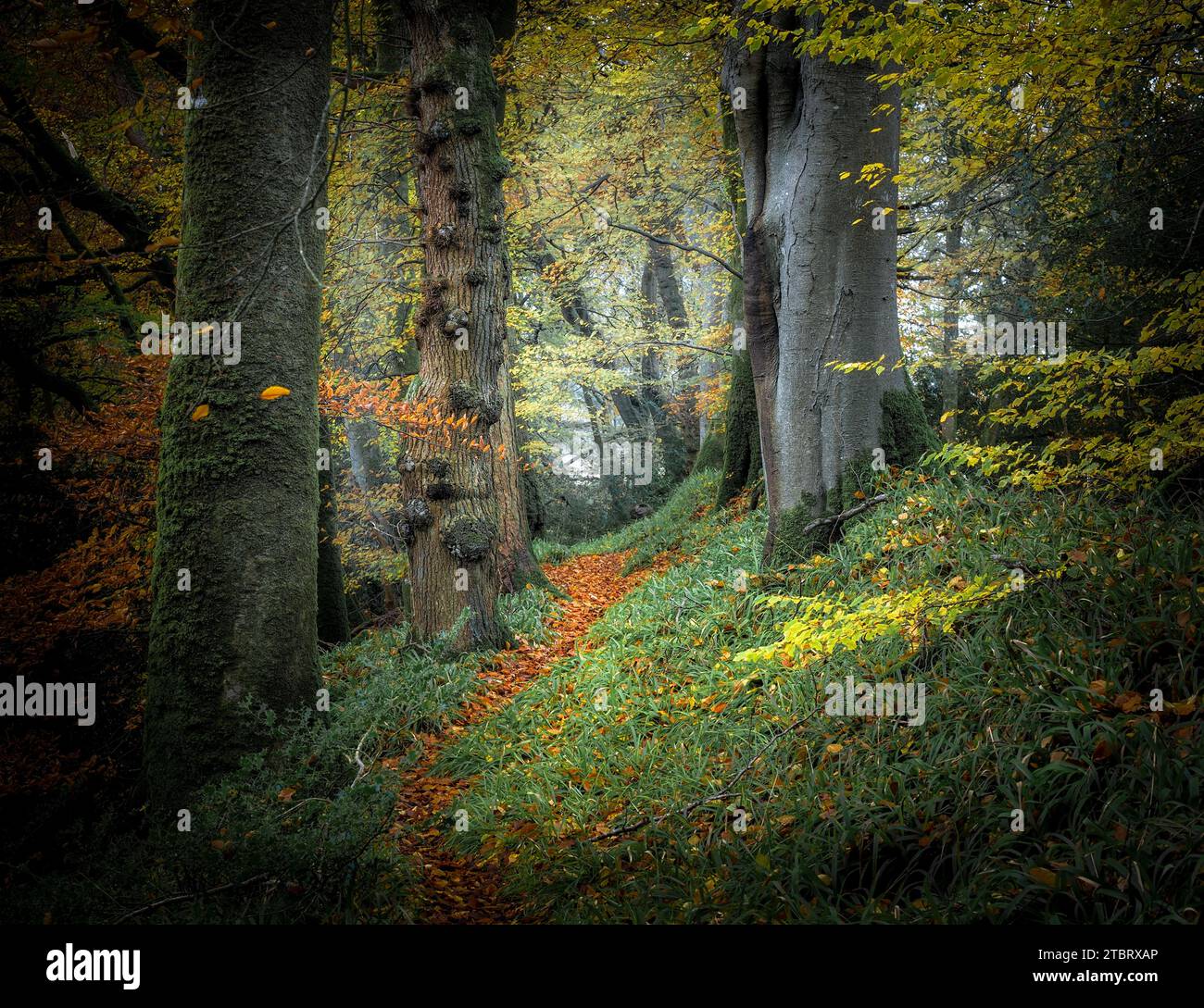 Henllan Woods, Newcastle Emlyn, Wales. Stockfoto