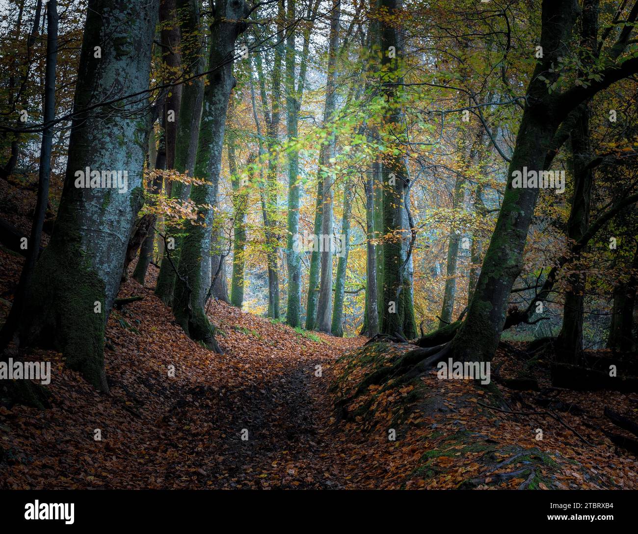 Henllan Woods, Newcastle Emlyn, Wales. Stockfoto