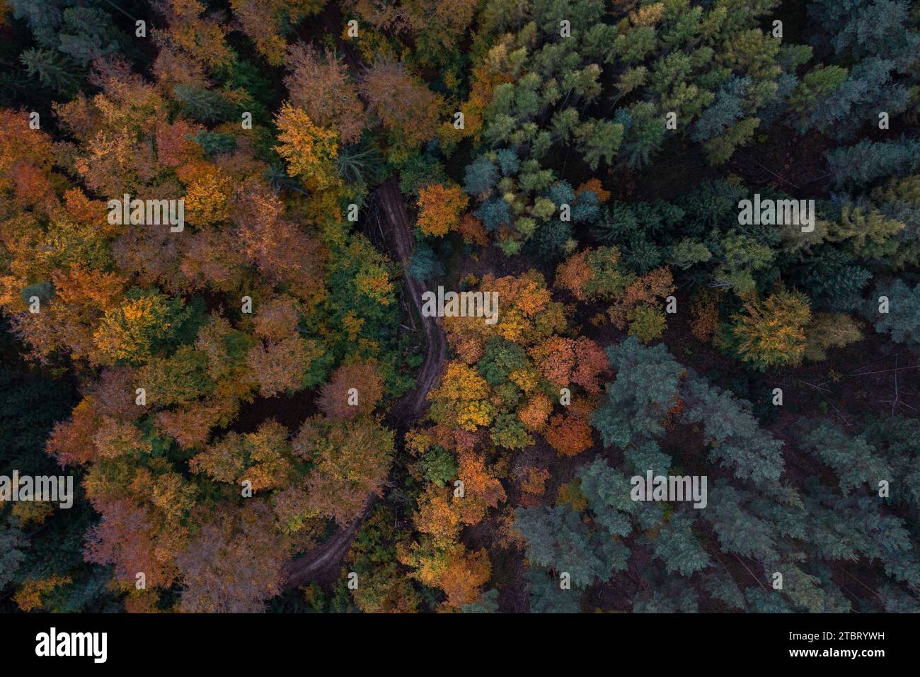 Mitten im Rieseneckwald, in der Nähe des Jagdreviers, ragt aus den Baumkronen ein ganz besonderes Gebäude. Die turmartige Form des Herzogstuhls macht ihn zu einem äußerst attraktiven Wanderziel. Stockfoto