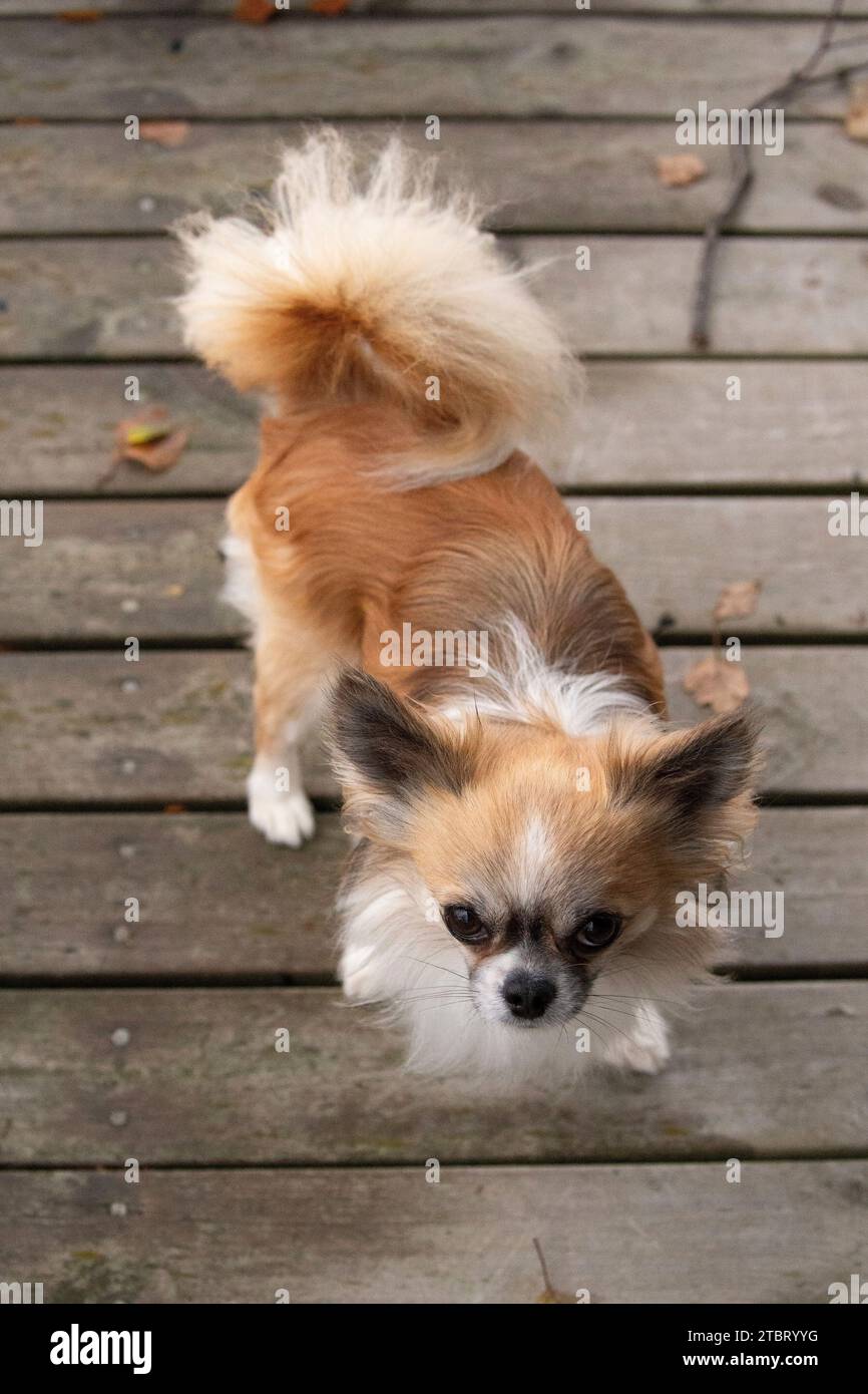 Chihuahua Hund, langhaarig, Zackenfarben mit weißen Markierungen, stehend und in die Kamera schauen, Hundeporträt Stockfoto