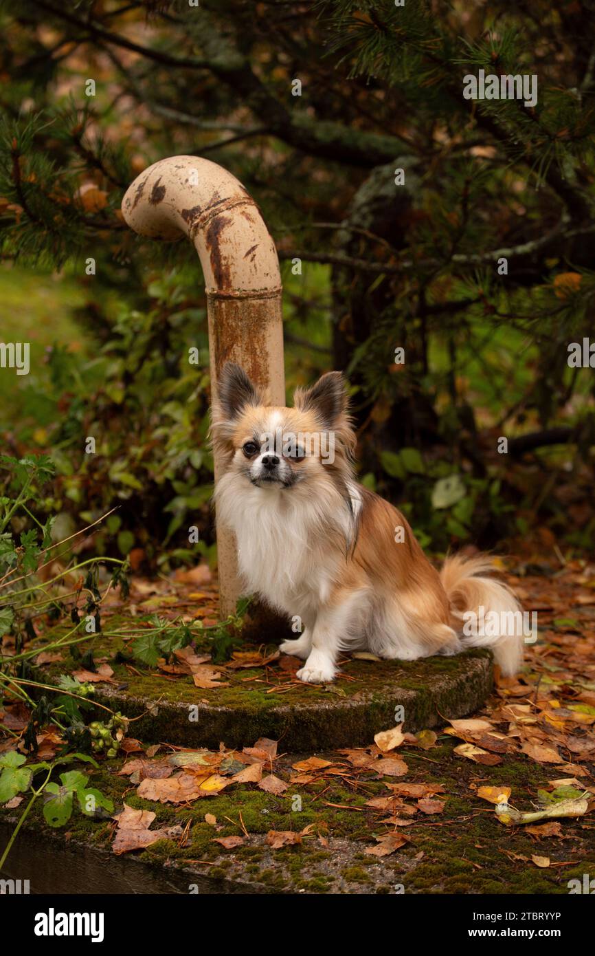 Chihuahua Hund, langhaarig, Zackenfarben mit weißen Flecken, Blick in die Kamera, Hundeporträt Stockfoto