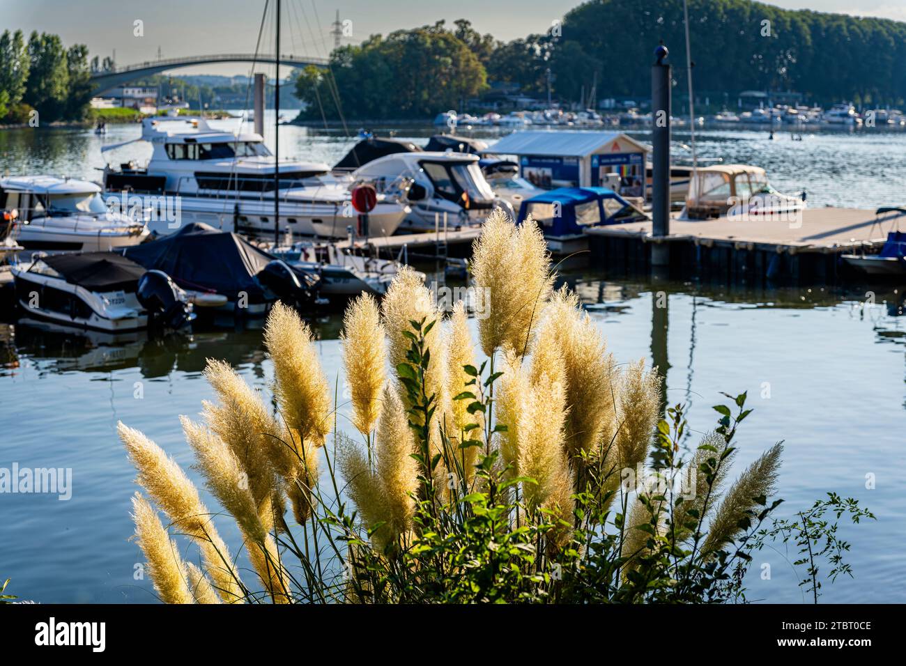 Deutschland, Hessen, Wiesbaden - Schierstein, Schiersteiner Hafen, Naherholungsgebiet mit Hafenanlagen, Uferpromenade, Gasthöfe und Fischrestaurants, auch bekannt als Schiersteiner Riviera, Bootsankerplätze für Motorboote und Segelboote Stockfoto