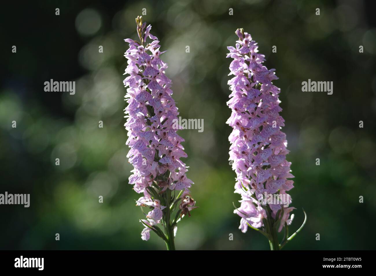 Europa, Großbritannien, England, Hampshire, Orchidee im New Forest Stockfoto