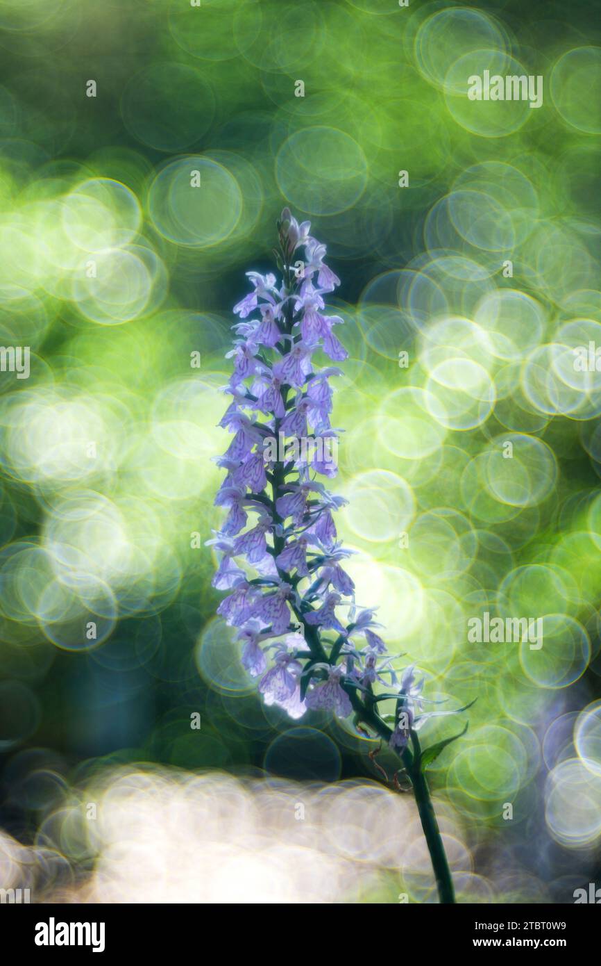 Europa, Großbritannien, England, Hampshire, Orchidee im New Forest Stockfoto