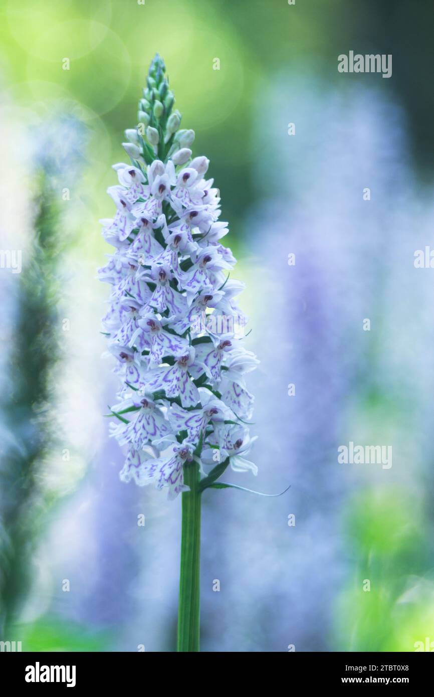 Europa, Großbritannien, England, Hampshire, Orchidee im New Forest Stockfoto