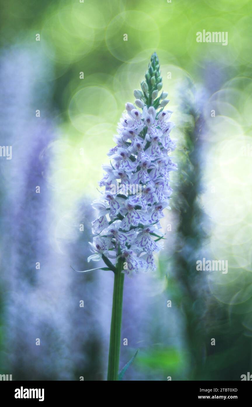 Europa, Großbritannien, England, Hampshire, Orchidee im New Forest Stockfoto