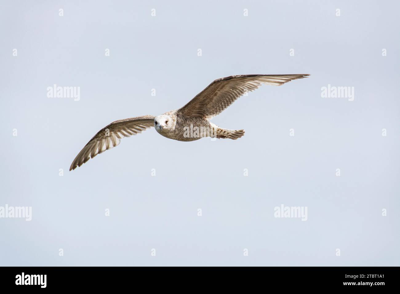 Deutschland, Mecklenburg-Vorpommern, Usedom, Ostsee, Möwe im Flug Stockfoto