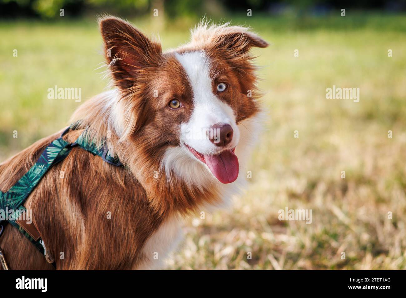 Border Collie Hund mit heterochromischem Auge. Süßer Hund, der in die Kamera schaut Stockfoto