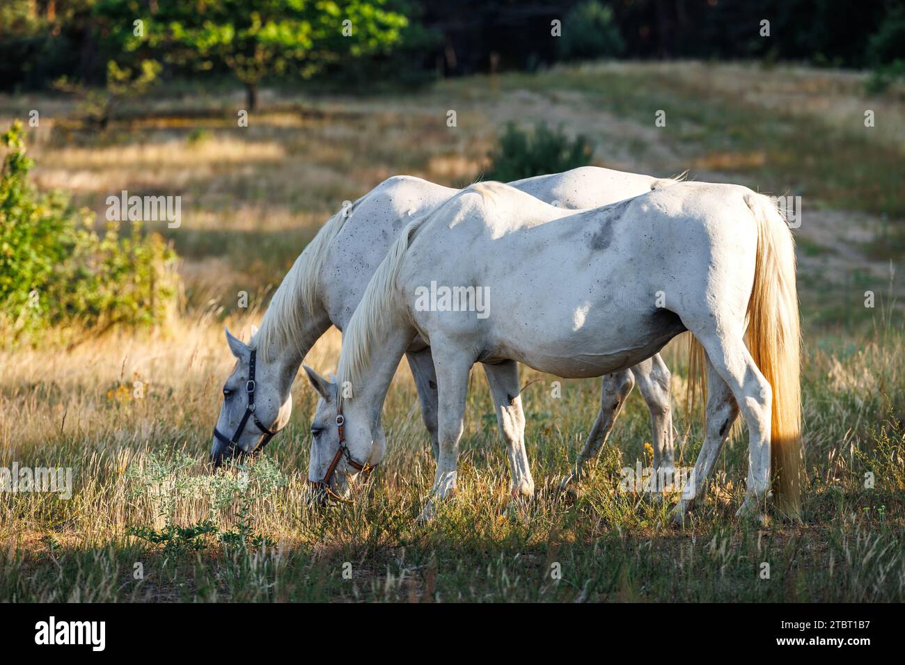 Zwei weiße Pferde, die Gras auf der Weide im Wald weiden. Kladruber Tschechische Pferderasse Stockfoto