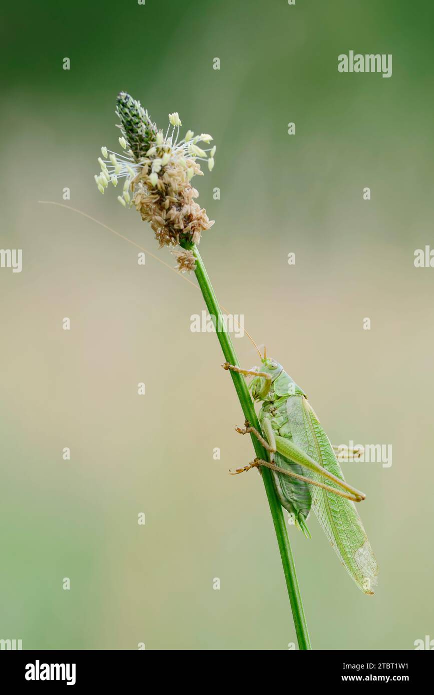 Große grüne Buschgrille (Tettigonia viridissima), männlich auf Rippenwebel (Plantago lanceolata), Nordrhein-Westfalen, Deutschland Stockfoto