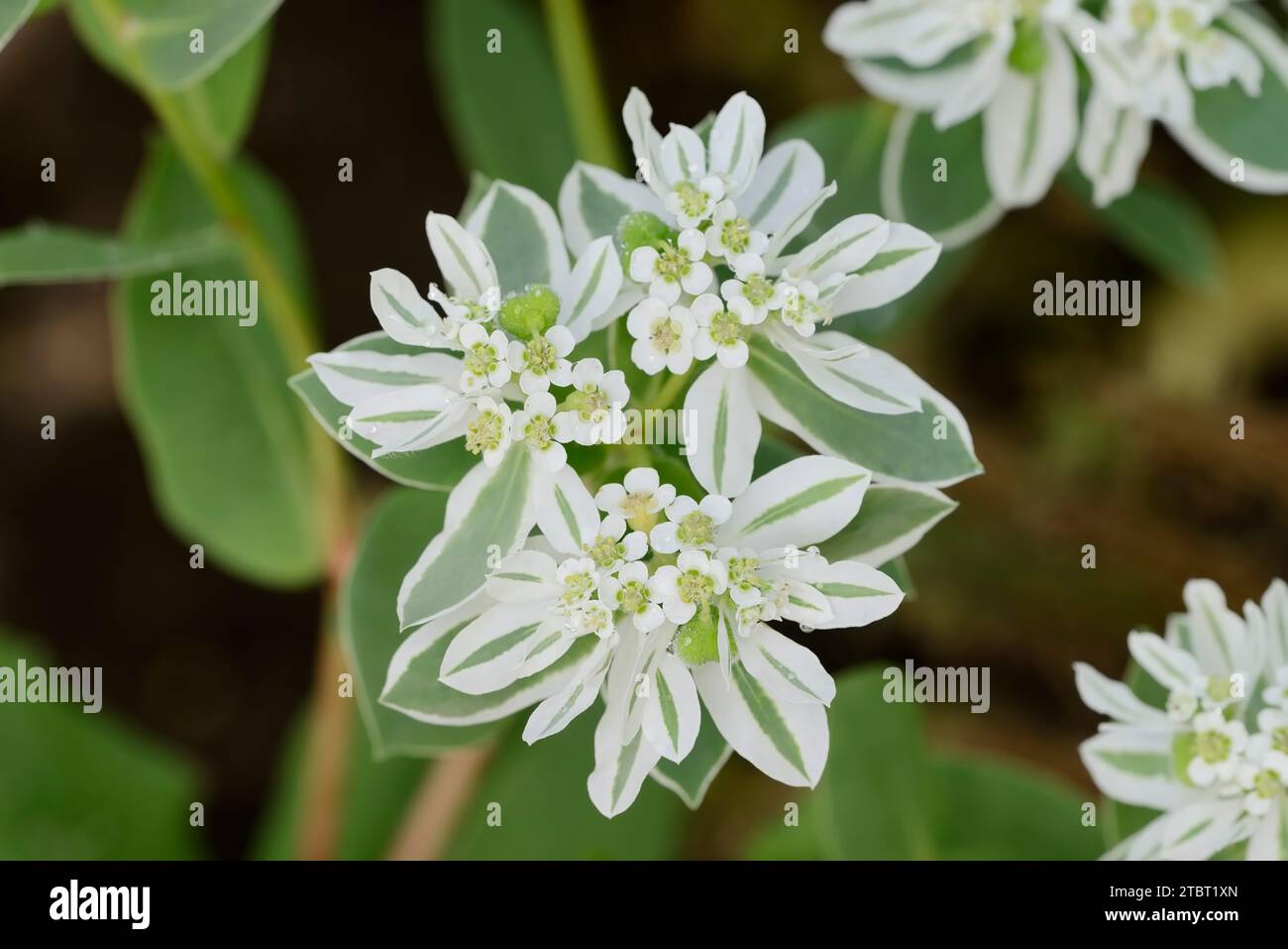 Weißkantige Spurge (Euphorbia marginata), Blüten und Blätter Stockfoto