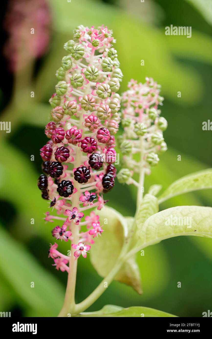 Indischer Kokain (Phytolacca acinosa), Obststrauch Stockfoto