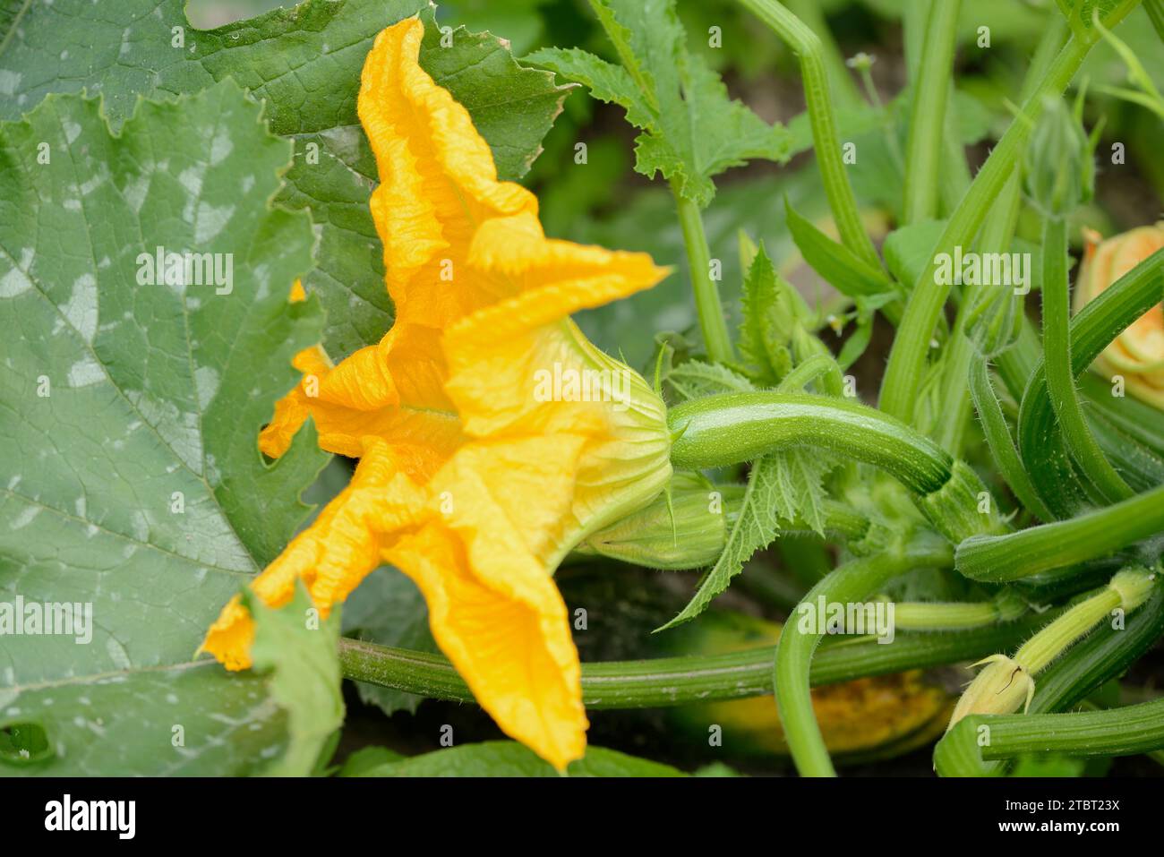 Zucchini (Cucurbita pepo subsp. Pepo convar. Giromontiina), Blüte Stockfoto