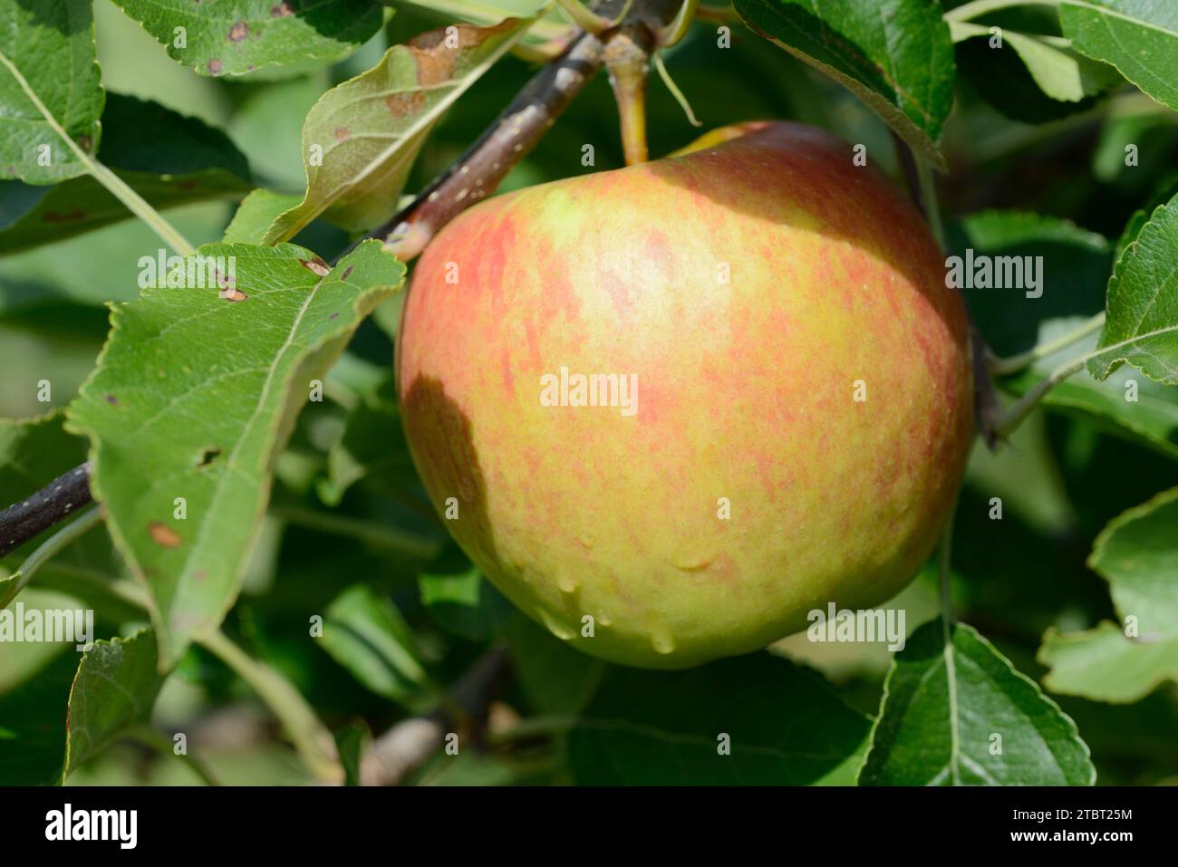 Apfel „Jonagold“ (Malus domestica), Apfelsorte Jonagold, Apfel auf einem Baum, Deutschland Stockfoto