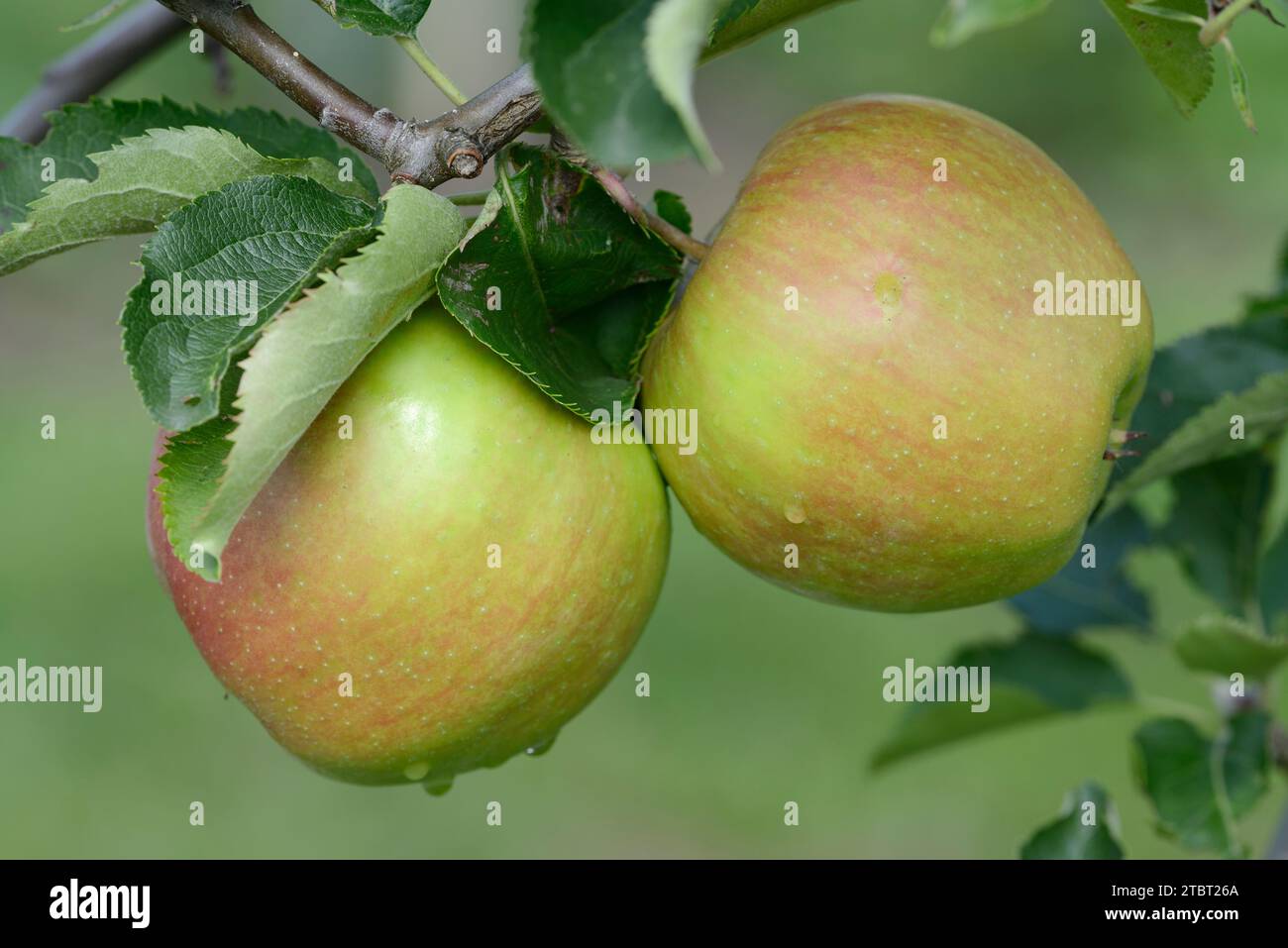 Apfel „Jonagold“ (Malus domestica), Apfelsorte Jonagold, Äpfel auf dem Baum, Deutschland Stockfoto