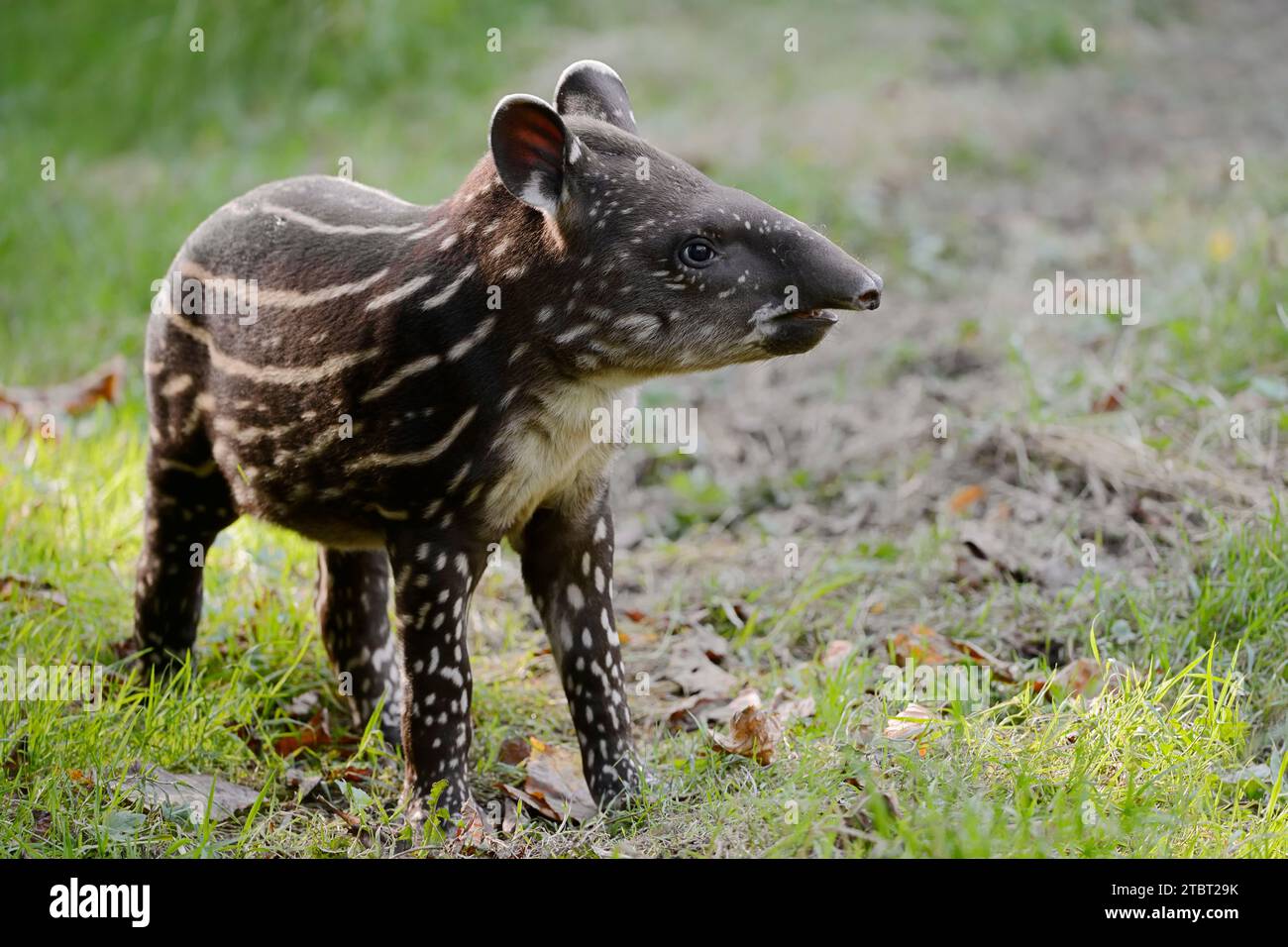 Flachlandtapir (Tapirus terrestris), Jungtiere, Vorkommen in Südamerika Stockfoto