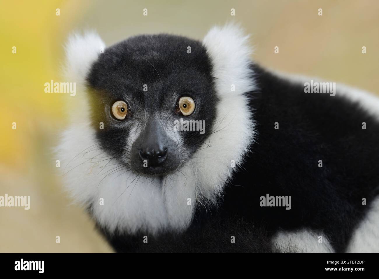 Schwarz-weiß Vari (Varecia variegata), Porträt, Vorkommen auf Madagaskar Stockfoto