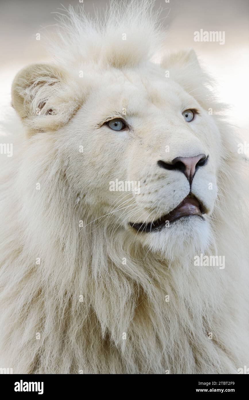 Weißer Löwe (Panthera leo), männlich Stockfoto