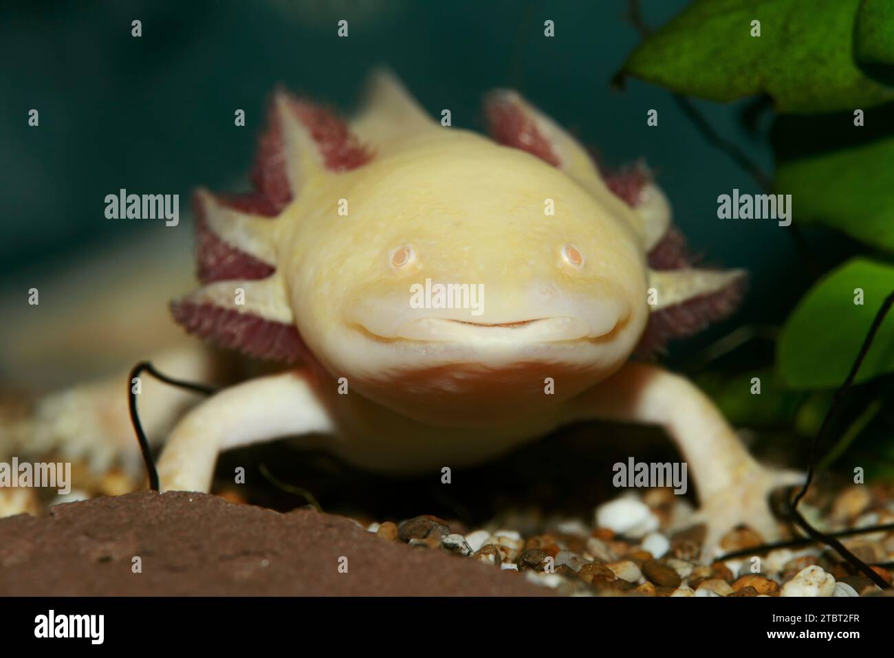 Axolotl (Ambystoma mexicanum), gefährdete Art, Vorkommen in Mexiko Stockfoto