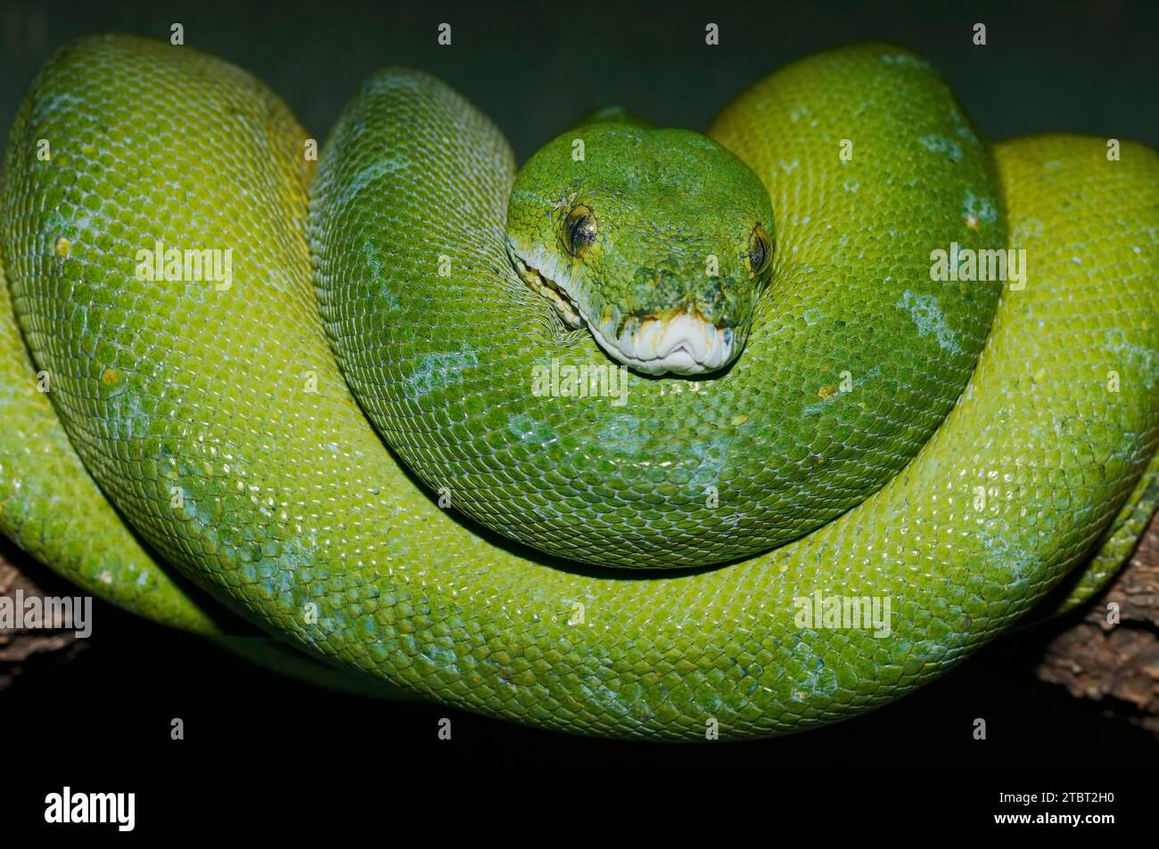 Grüne Baumpython (Morelia viridis), gefunden in Neuguinea Stockfoto
