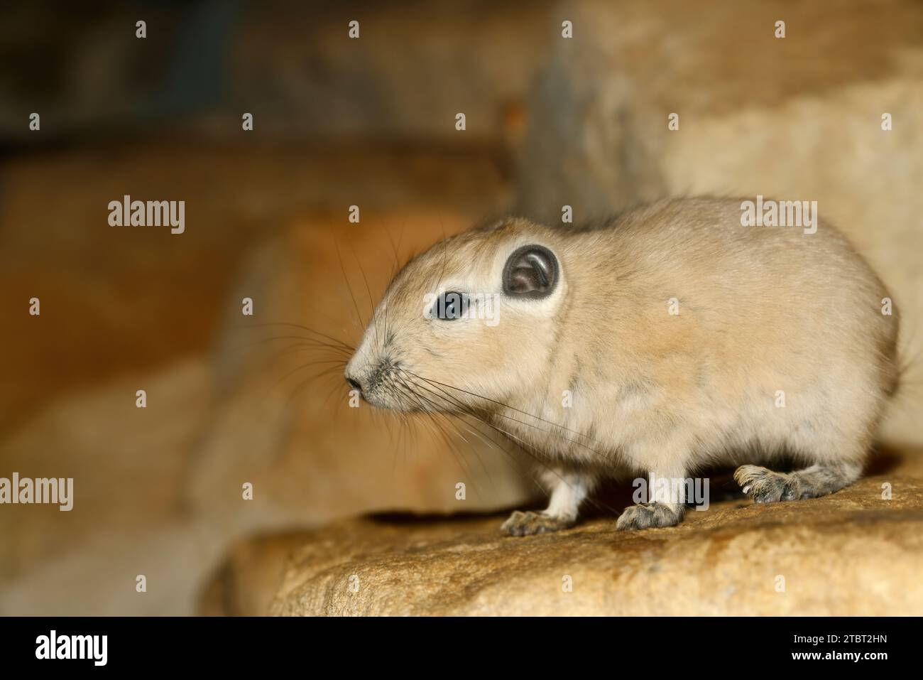 Gundi (Ctenodactylus gundi), Vorkommen in Nordafrika Stockfoto