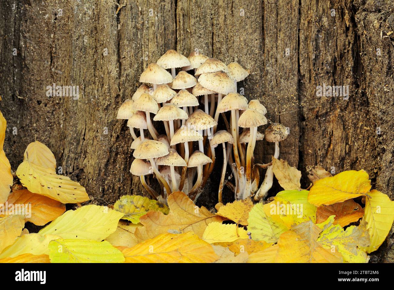 Gemeine Haube (Mycena galericulata), Arnsberger Wald, Sauerland, Nordrhein-Westfalen, Deutschland Stockfoto