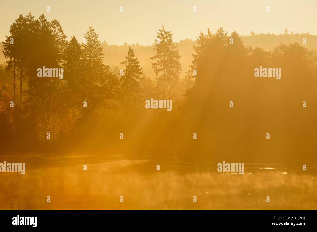 Bäume am Morgen Nebel mit Sonnenstrahlen, Möhnesee, Arnsberger Wald, Sauerland, Nordrhein-Westfalen, Deutschland Stockfoto