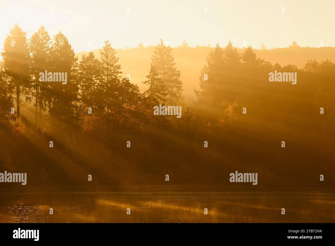 Bäume am Morgen Nebel mit Sonnenstrahlen, Möhnesee, Arnsberger Wald, Sauerland, Nordrhein-Westfalen, Deutschland Stockfoto
