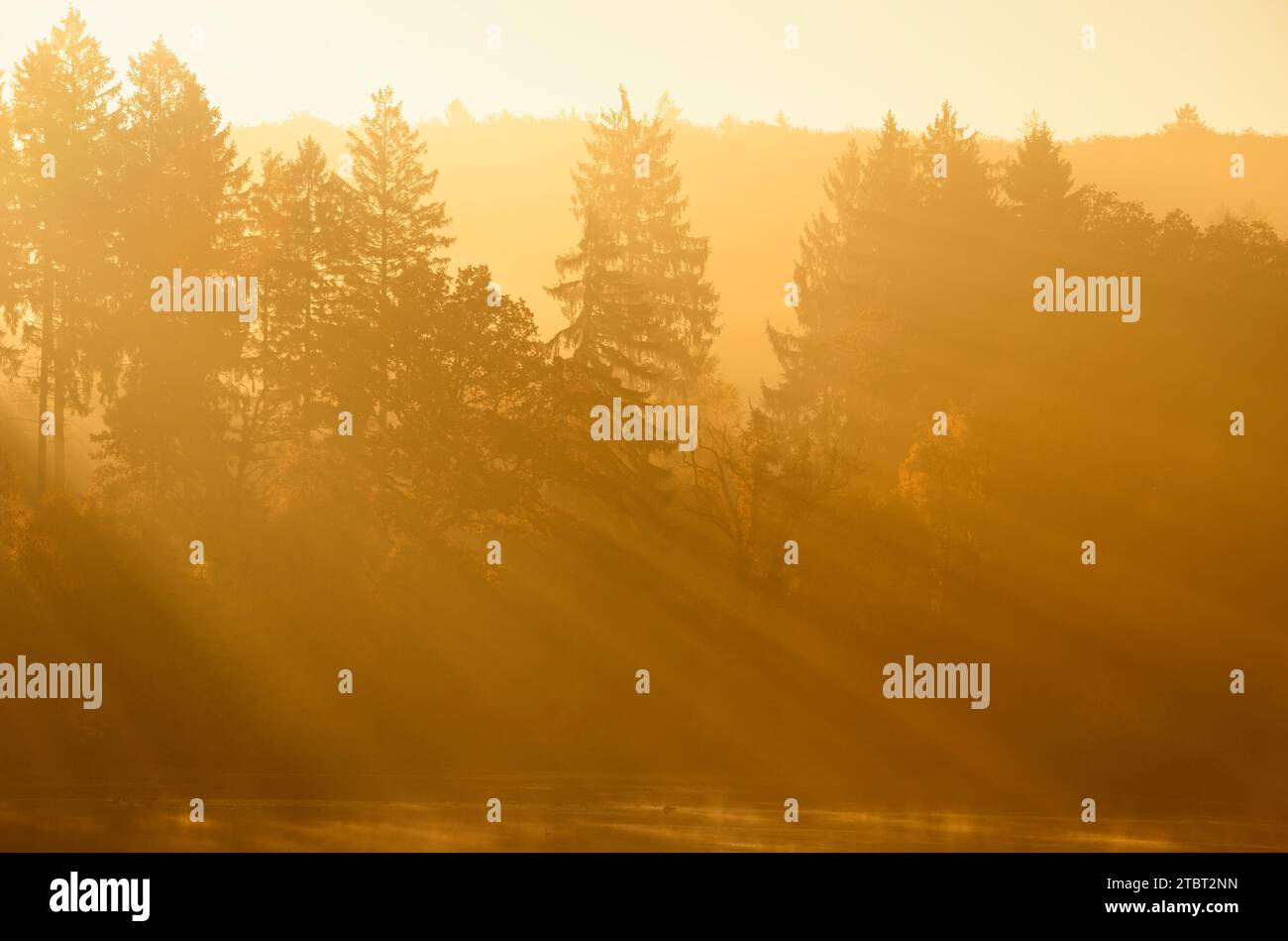 Bäume am Morgen Nebel mit Sonnenstrahlen, Möhnesee, Arnsberger Wald, Sauerland, Nordrhein-Westfalen, Deutschland Stockfoto