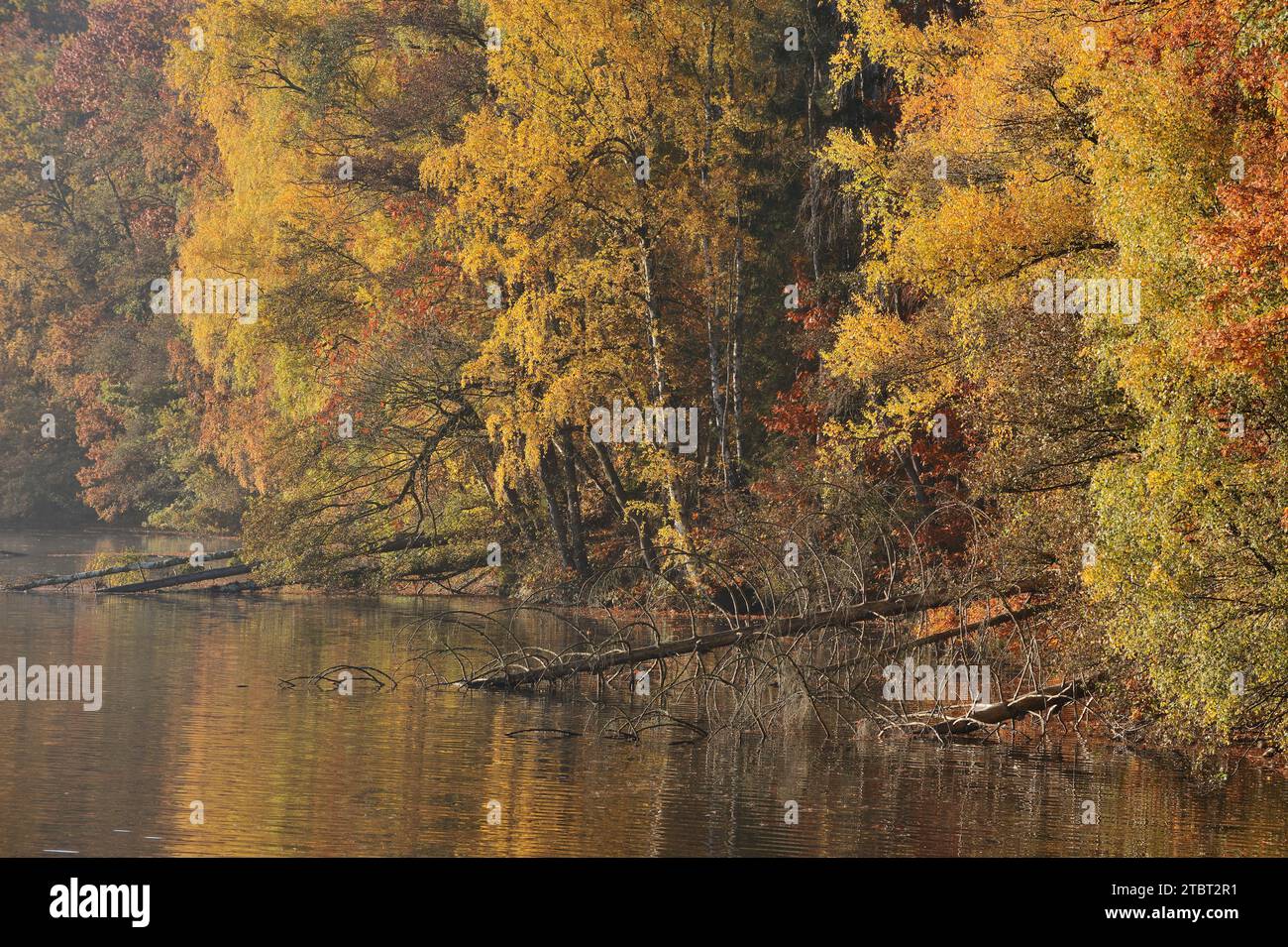 Bäume am Ufer von Hevesee im Herbst, Möhnesee, Arnsberger Wald, Sauerland, Nordrhein-Westfalen, Deutschland Stockfoto