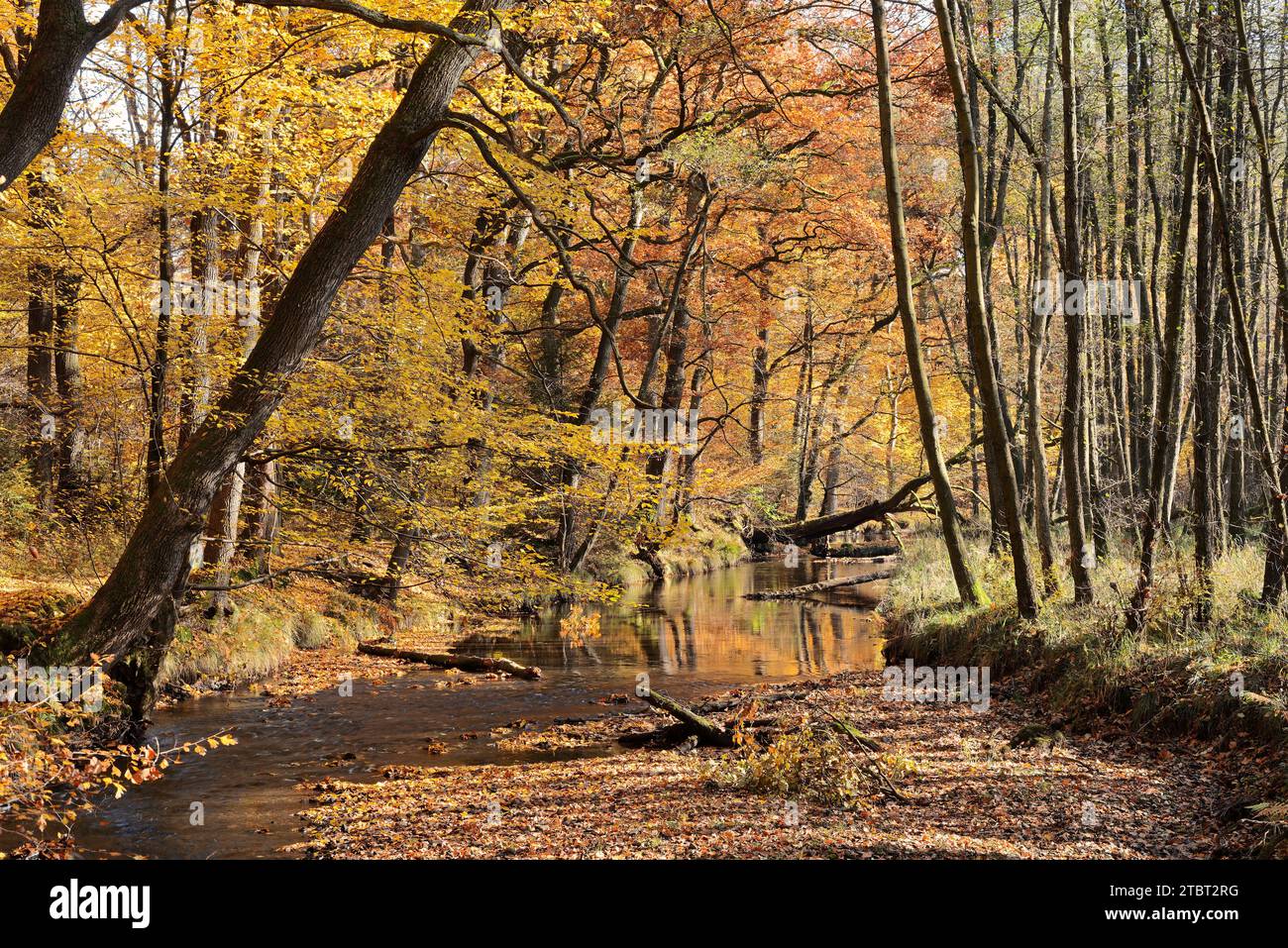 Bach im Herbst, Arnsberger Wald, Sauerland, Nordrhein-Westfalen, Deutschland Stockfoto