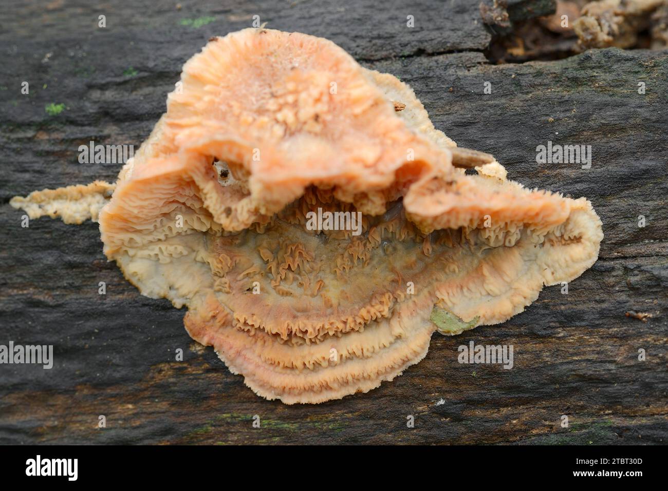 Gelatinöse Holzkruste (Merulius tremellosus, Phlebia tremellosa), Nordrhein-Westfalen, Deutschland Stockfoto