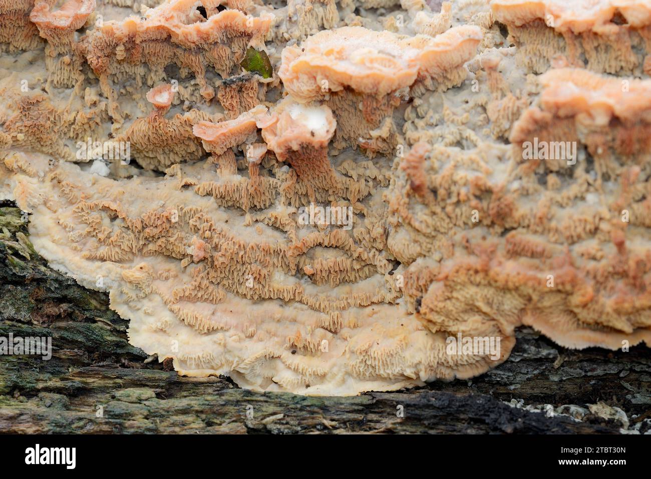 Gelatinöse Holzkruste (Merulius tremellosus, Phlebia tremellosa), Nordrhein-Westfalen, Deutschland Stockfoto