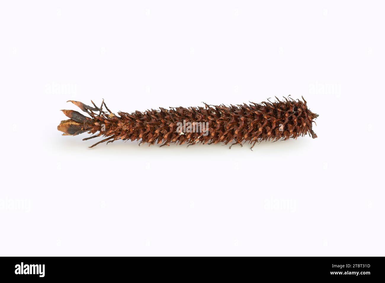 Fichte (Picea abies), Kegel, von Eichhörnchen genagt (Sciurus vulgaris) Stockfoto