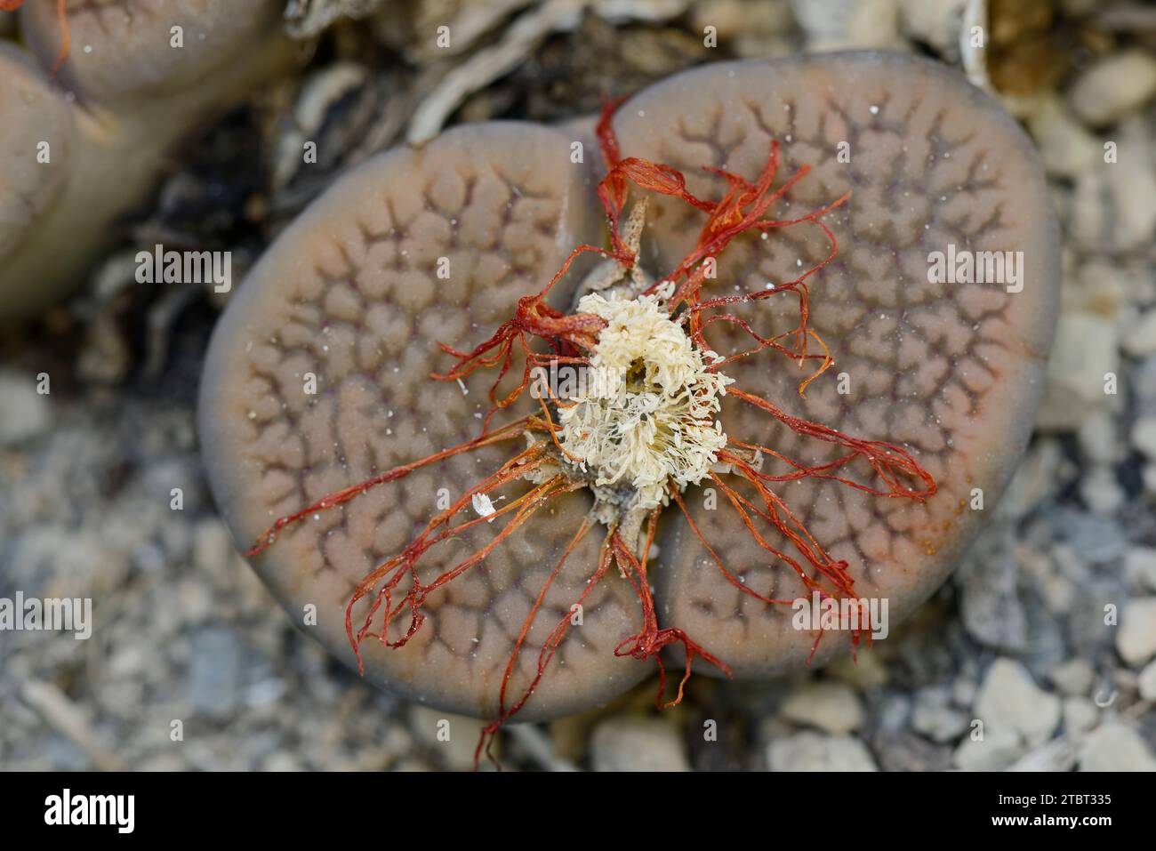 Lebende Steine (Lithops turbiniformis), die im südlichen Afrika vorkommen Stockfoto