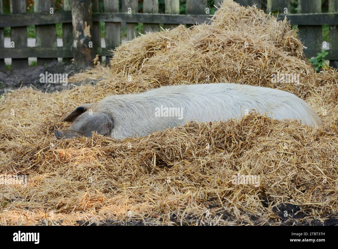 Rotes Husum-Protestschwein oder deutsches Sattelschwein (Sus scrofa domestica), Nordrhein-Westfalen, Deutschland Stockfoto