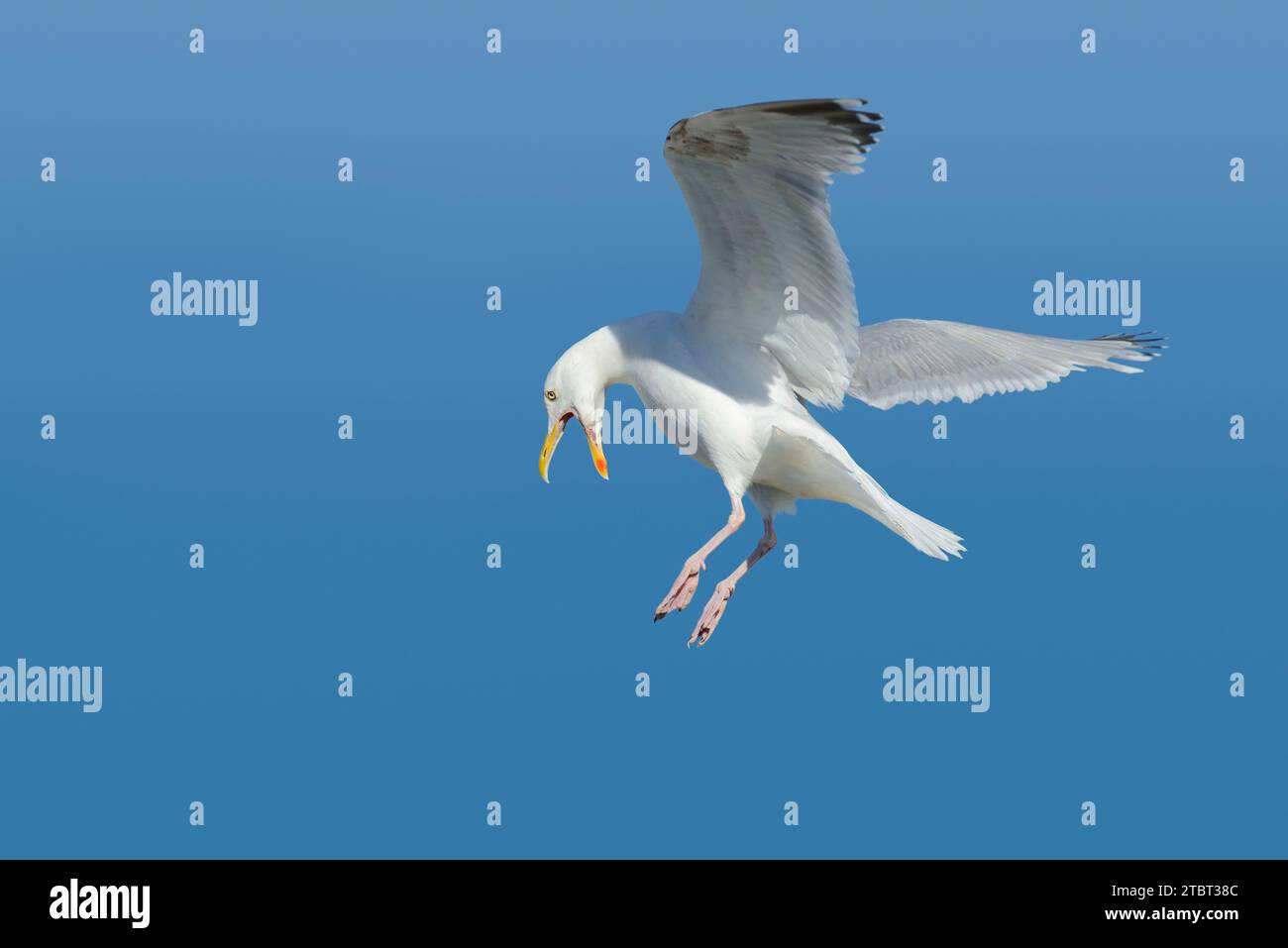 Heringsmöwe (Larus argentatus), Normandie, Frankreich Stockfoto
