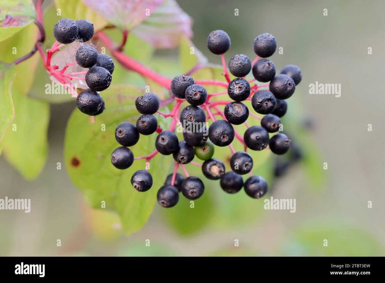 Blutroter Hartholz (Cornus sanguinea), Früchte, Nordrhein-Westfalen, Deutschland Stockfoto