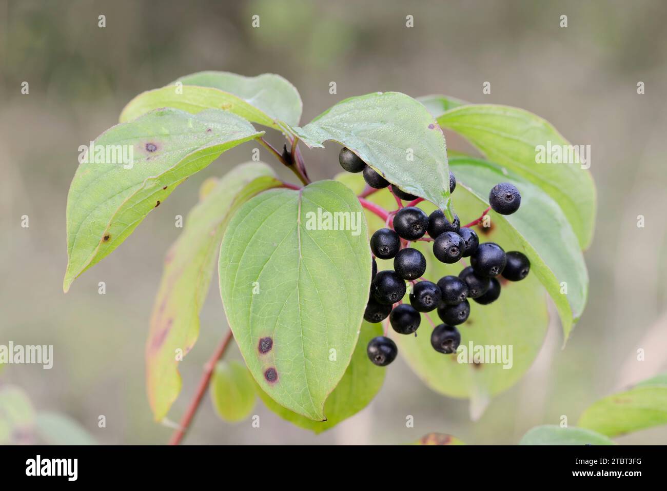 Blutroter Hartholz (Cornus sanguinea), Früchte, Nordrhein-Westfalen, Deutschland Stockfoto