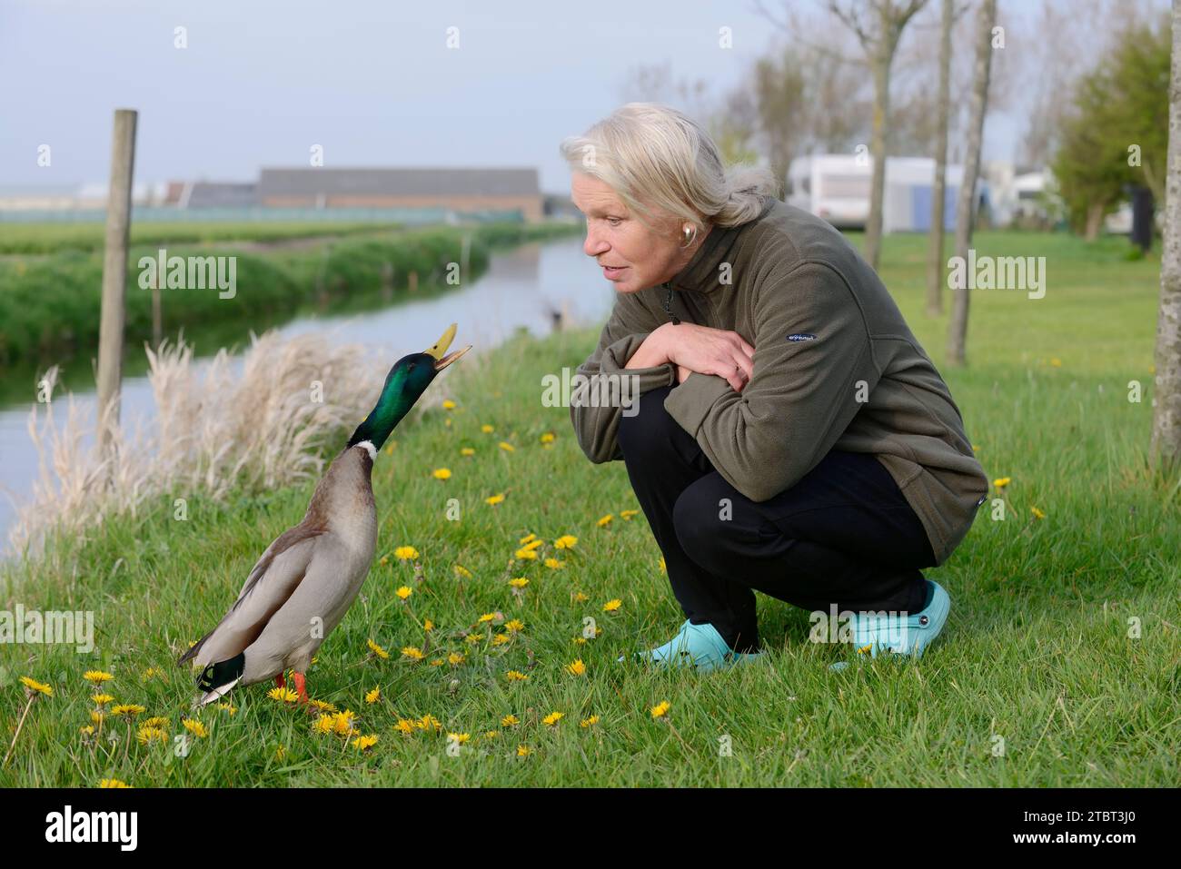 Stockenten (Anas platyrhynchos), drake und Weibchen auf einer Wiese, Südholland, Niederlande Stockfoto