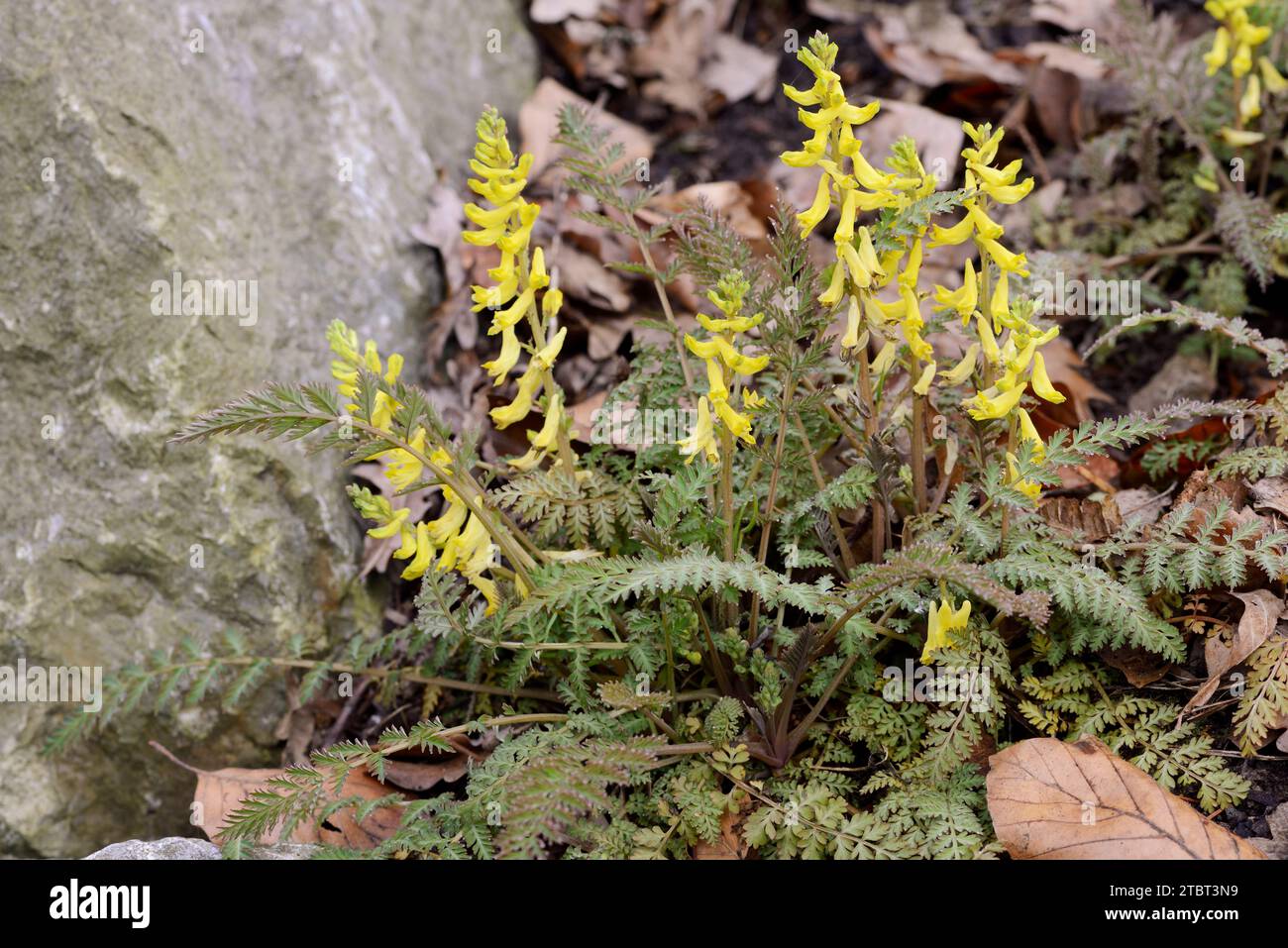 Farnblättrige corydalis (Corydalis cheilanthifolia), China Stockfoto