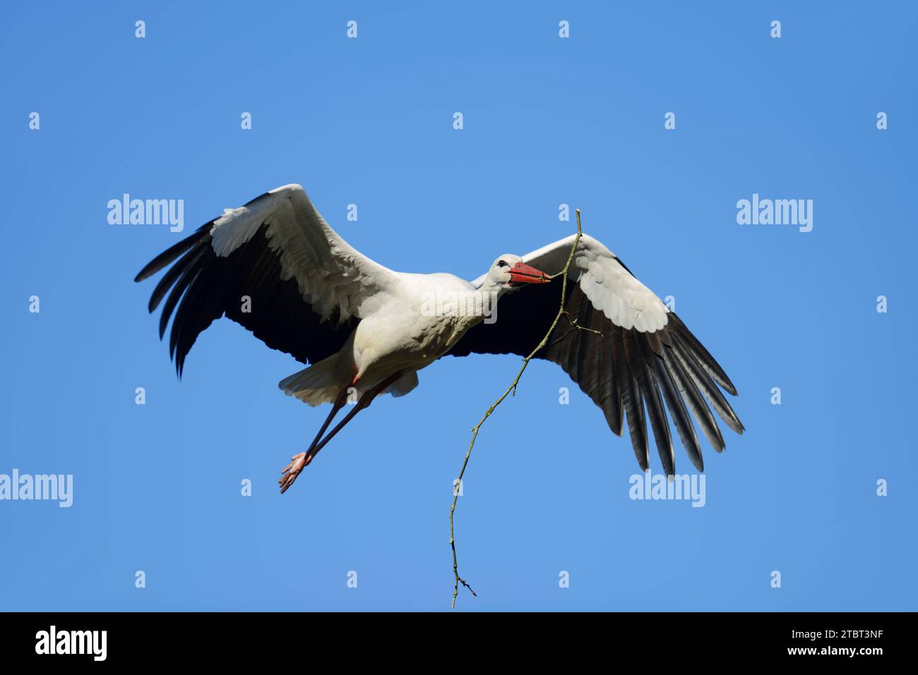 Weißstorch (Ciconia ciconia) mit Nistmaterial im Schnabel, Nordrhein-Westfalen, Deutschland Stockfoto