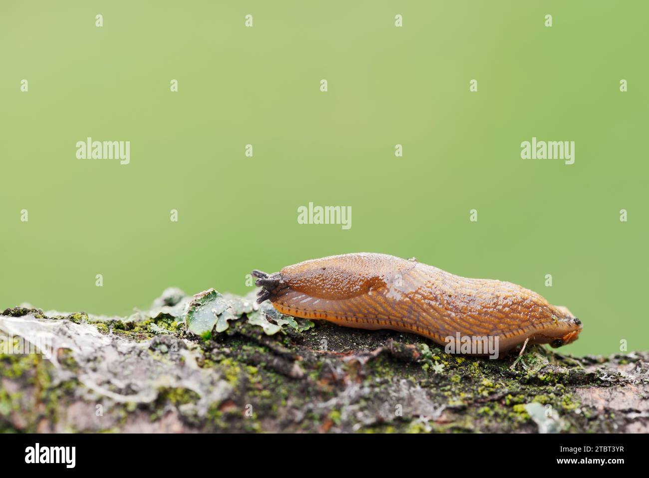 Spanische Schnecke (Arion lusitanicus, Arion vulgaris), Nordrhein-Westfalen, Deutschland Stockfoto